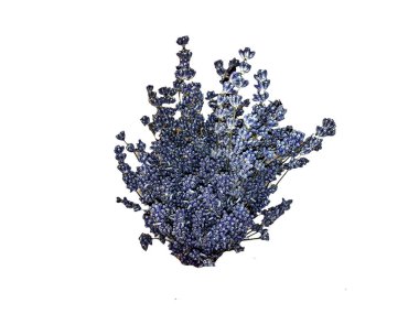 Buket üzerinde beyaz izole lavanta