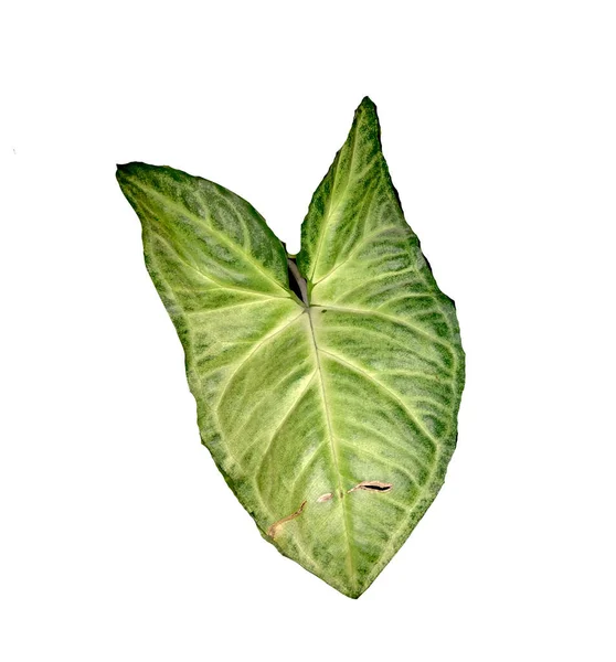 Videira Cabeça Seta Syngonium Podophyllum Planta Isolada Branco — Fotografia de Stock