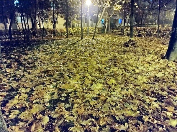 Herbstlaub Boden Der Nacht Rumänien — Stockfoto