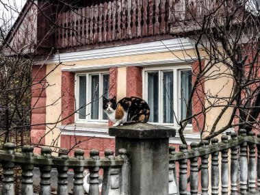 Kedi direğin üstünde, evin önünde.