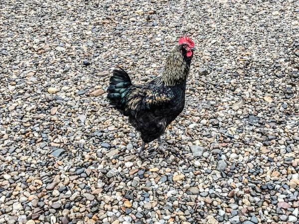 Black Rooster Farm Maramures Romania — Foto Stock