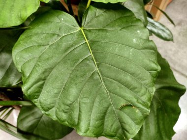 Ficus dammaropsis fabrikası - kapatın