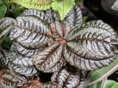 Pilea Spruceana - gümüş ağaç, - yakın çekim