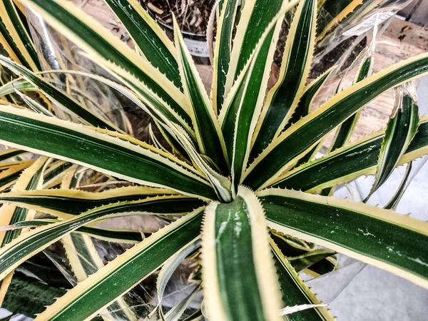 Agave Americana Rostlina Zblízka — Stock fotografie