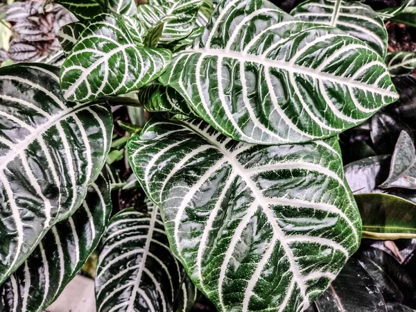 Aphelandra Squarrosa Plante Zébrée Gros Plan — Photo