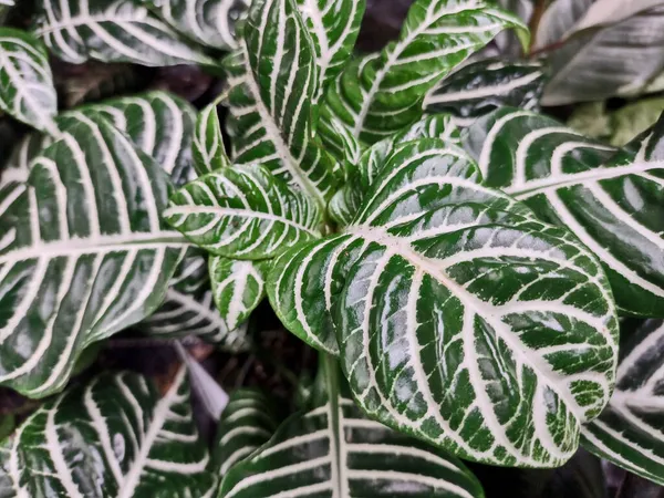 Aphelandra Karekarrosa - zebra fabrikası - kapatın