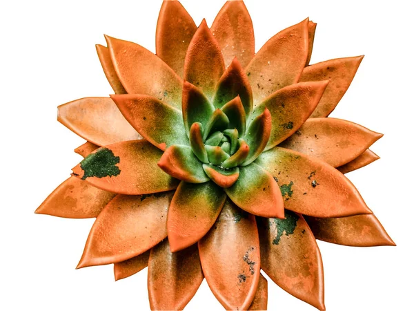 Oranžová Echeveria Agavoides Rostlina Zblízka — Stock fotografie