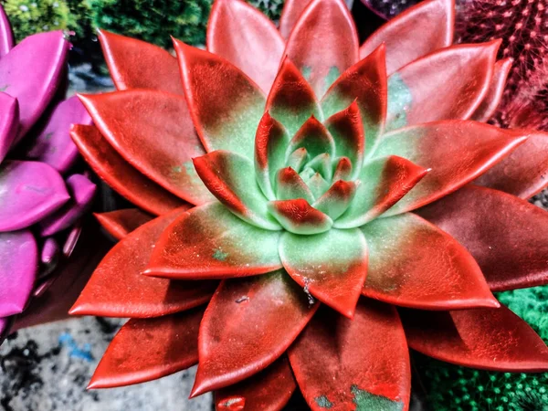 kırmızı Echeveria bitkiden kaçıyor - yakın plan