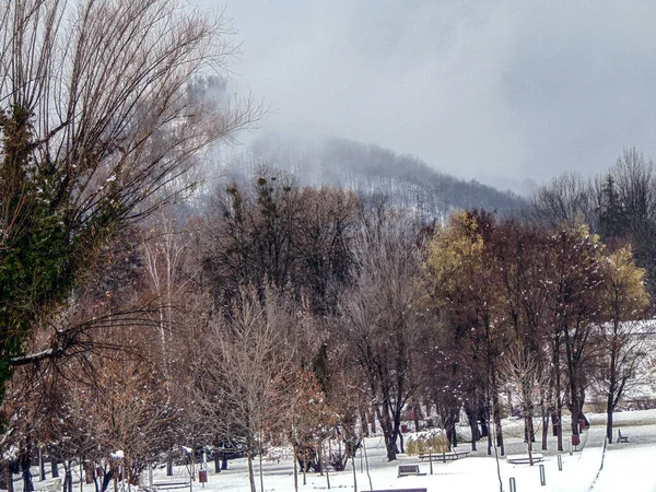 Bäume Und Schnee Der Stadt Baia Mare — Stockfoto