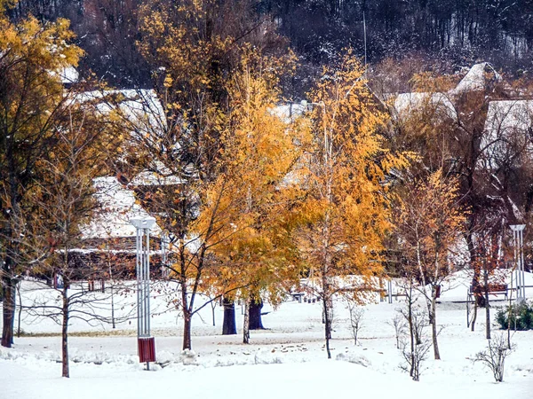 Жовті Дерева Сніг Місті Бая Маре — стокове фото