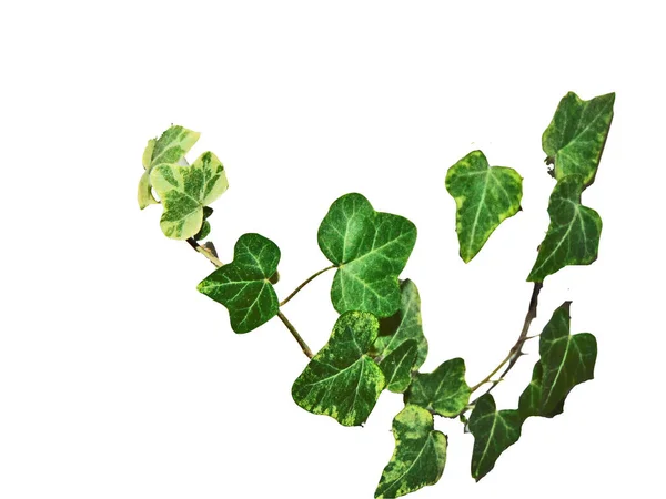 Hedera Helix Pflanze Isoliert Auf Weiß — Stockfoto