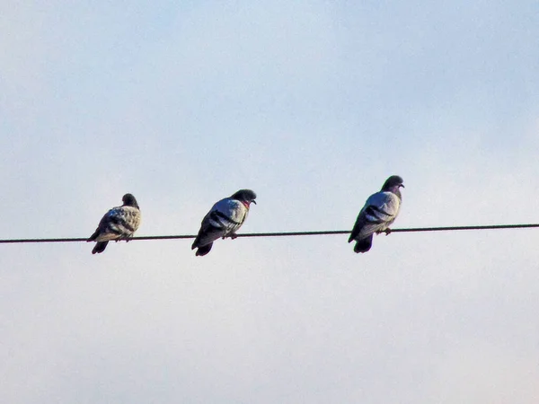 Pigeons Sur Fil Électrique — Photo