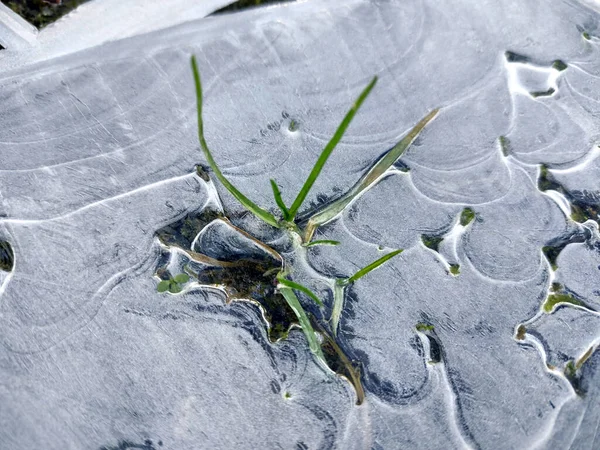 Grünes Gras Kommt Unter Dem Eis Hervor — Stockfoto