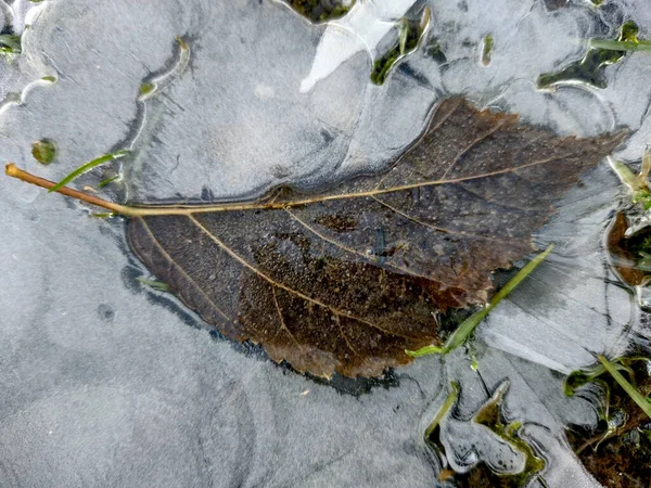 Liść Pod Lodem Zimie — Zdjęcie stockowe
