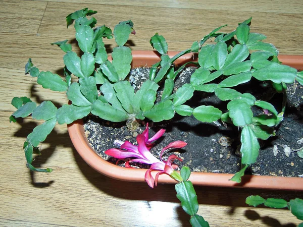 Cactus Navidad Floreciendo Una Maceta Schlumbergera Gaertneri —  Fotos de Stock