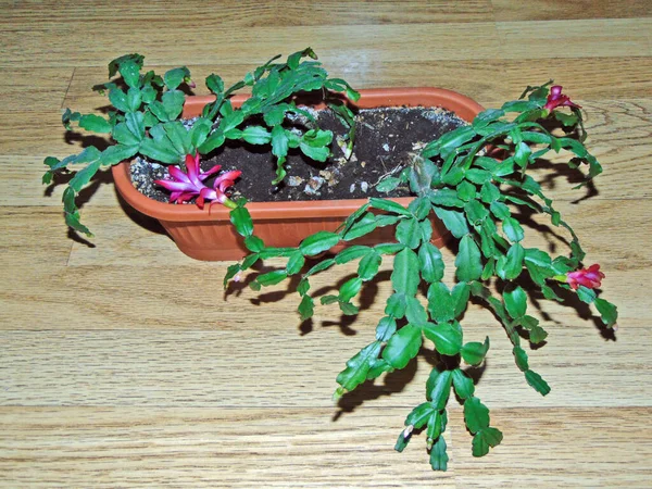 Cactus Navidad Floreciendo Una Maceta Schlumbergera Gaertneri — Foto de Stock