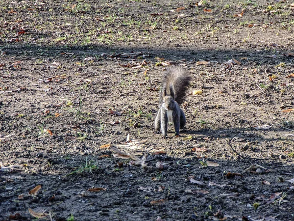 Wiewiórka Siedzi Ziemi — Zdjęcie stockowe