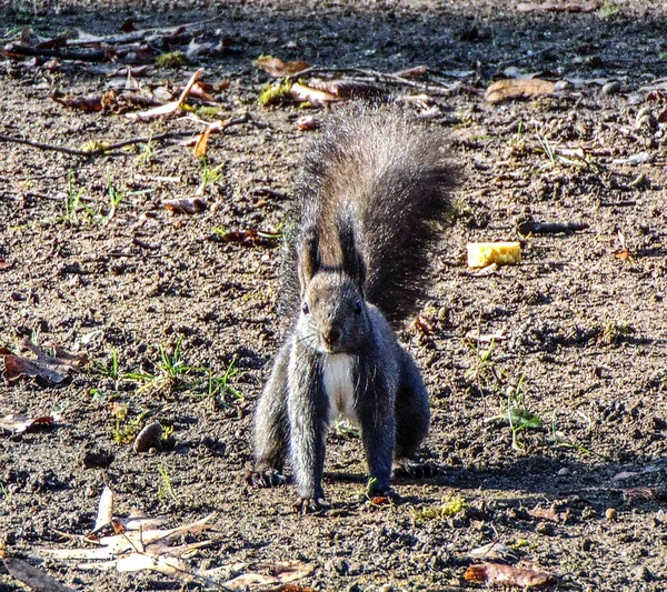 Squirrel Сидит Земле — стоковое фото