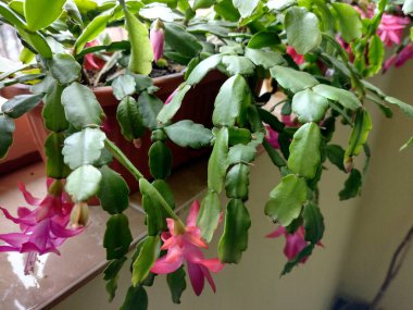 Noel kaktüsü saksıda çiçek açıyor - Schlumbergera gaertneri
