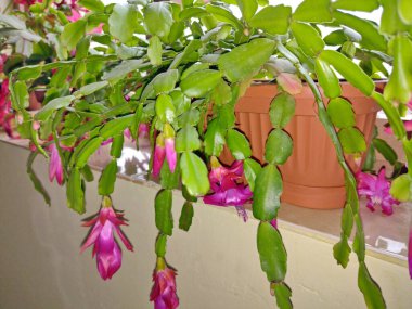 Noel kaktüsü saksıda çiçek açıyor - Schlumbergera gaertneri