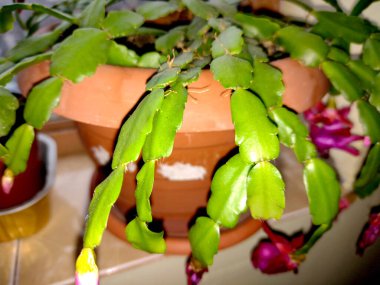 Noel kaktüsü saksıda çiçek açıyor - Schlumbergera gaertneri