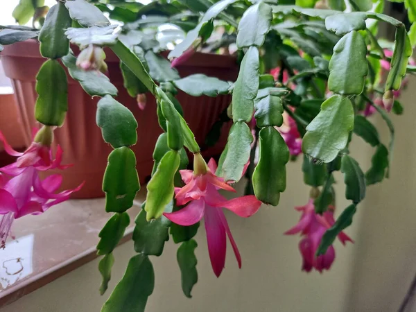 Noel kaktüsü saksıda çiçek açıyor - Schlumbergera gaertneri