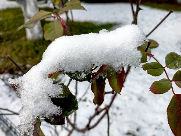 Schnee Auf Rosenblättern Winter — Stockfoto