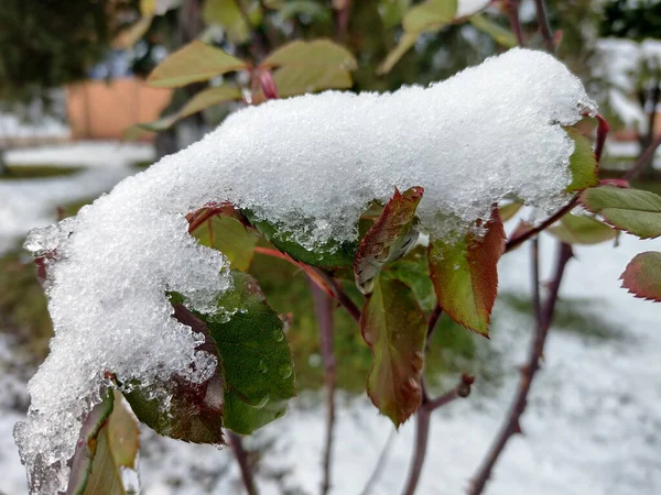 バラの葉の雪 — ストック写真