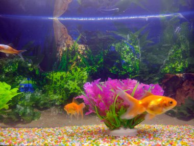 Akvaryumda yüzen balıklar