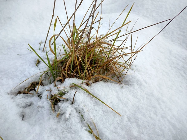 Gras Schnee Winter — Stockfoto