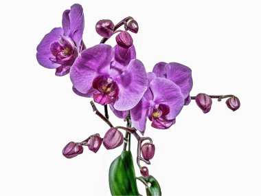 orkide beyaz arkaplanda izole edildi