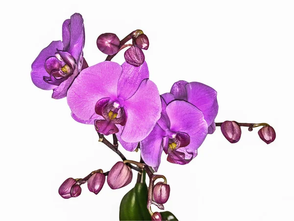 orkide beyaz arkaplanda izole edildi