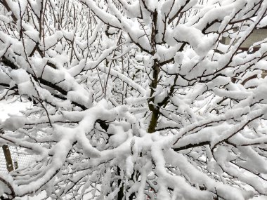Ağaçlarda kışın kar