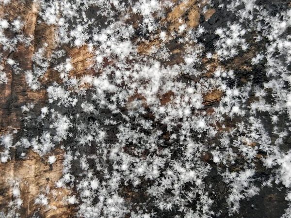Snöflingor Träet — Stockfoto
