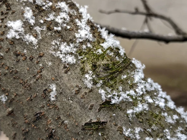 Snowflakes Tree Winter — Stockfoto