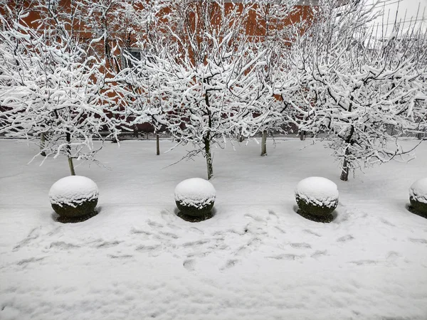 Snow Trees Winter Romania — стоковое фото