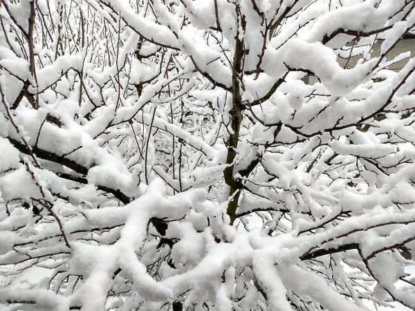 Śnieg Drzewach Zimie — Zdjęcie stockowe