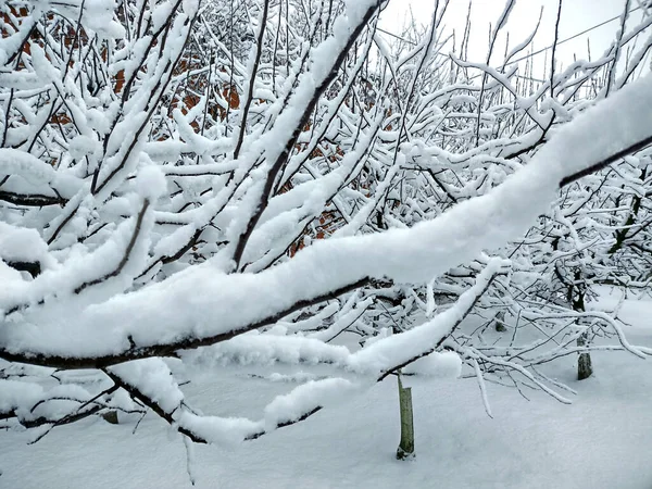Snö Träden Vintern — Stockfoto