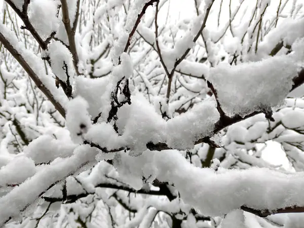 冬の木に雪します — ストック写真