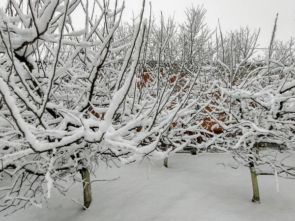 冬の木に雪します — ストック写真