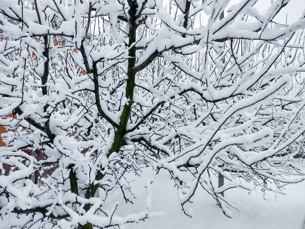 冬の木に雪します — ストック写真