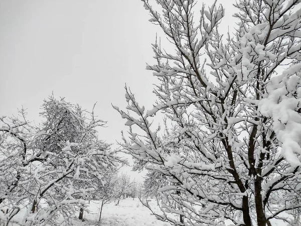 冬の木に雪します — ストック写真