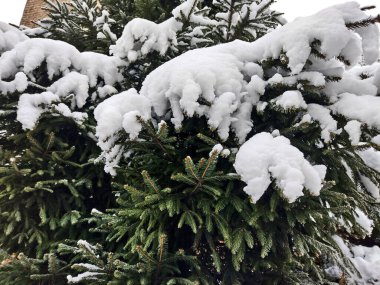 snow on a fir tree in winter