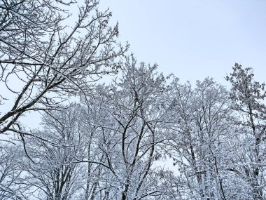 Kışın ağaçlara kar yağar - Romanya