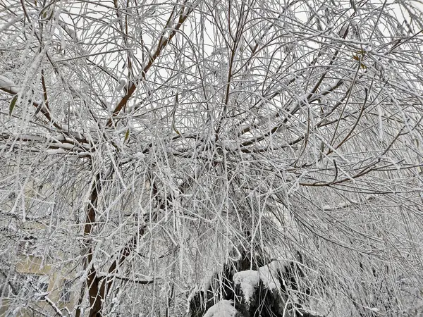 冬の木々の雪 ルーマニア — ストック写真