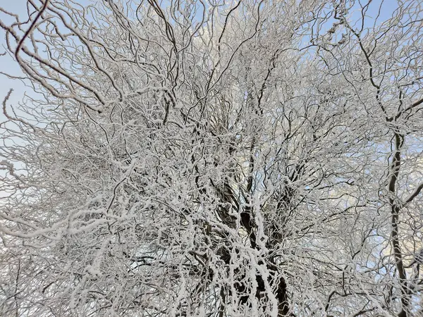 Sníh Stromech Zimě Rumunsko — Stock fotografie