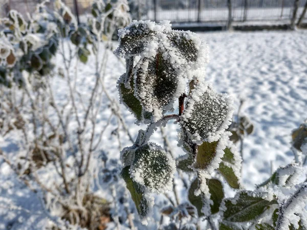 Nieve Sobre Las Hojas Rosas Invierno —  Fotos de Stock