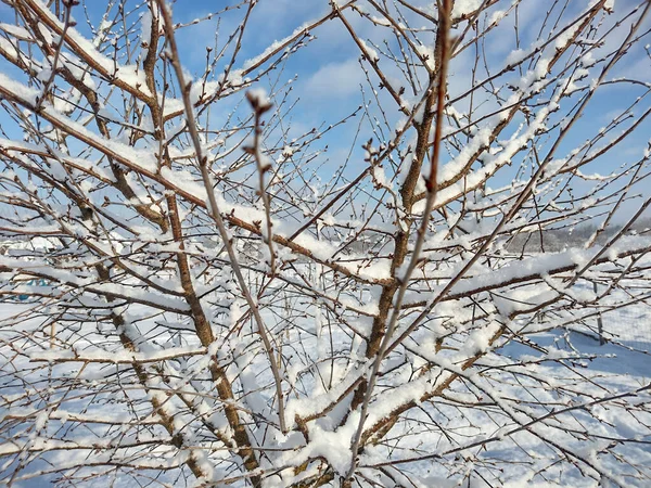 冬は雪の木 — ストック写真