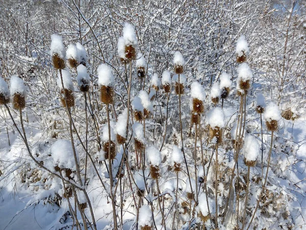 Schnee Auf Klettverschluss Anlage Winter — Stockfoto