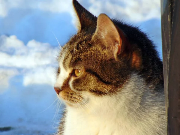 Eine Katze Sitzt Auf Dem Schnee — Stockfoto